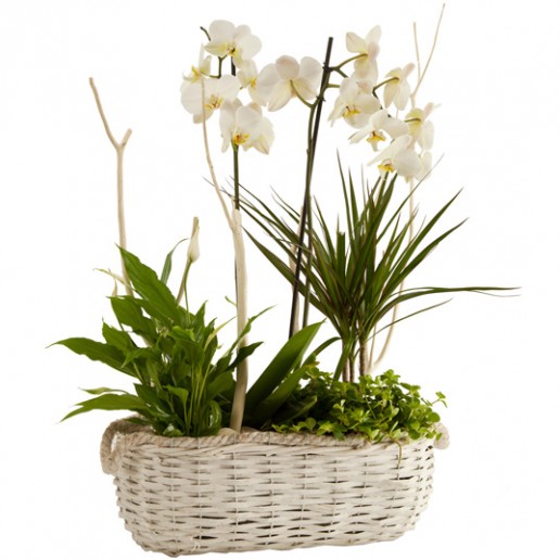 Cesta de orquídea blanca con dracena marginata y spatifilo