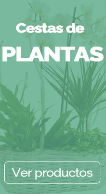 Enviar cestas de plantas a domicilio en Granada