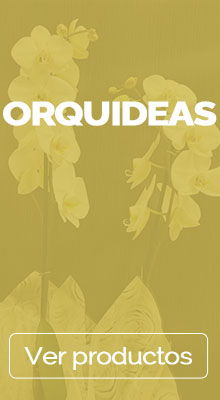 Envío de orquídeas a domicilio en Granada